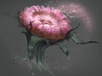 Plant-top-new-s.jpg (522 KB) Unknown Grand Cotton Anemone variant - by Dima Pertsula