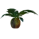Marmormelonenpflanze