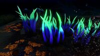 Bioluminescence