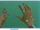 Databank (Subnautica)