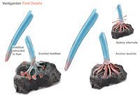 Ventgarden Foot Details