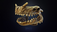 Model of the Skull from Sketchfab