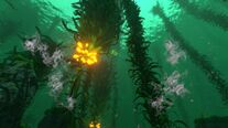 Forest Kelp 07