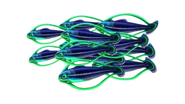 Shoal of Fish Fauna (BZ)