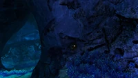 A Crahsfish hiding in a Sulphur Plant within the Twisty Bridges Caves