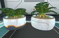 20170514102430 1.jpg (233 KB) A Marblmelon Plant growing alongside four Small Marblemelons