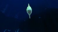 A Spinefish in the Blood Kelp Zone
