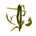 Creepvine Sample Icon