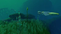 A Brute Shark in the Lilypad Islands