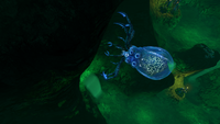 A Crabsquid inside the Lost River, nearby the Blood Kelp Trench