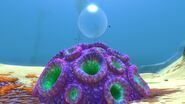 Purple Brain Coral 10