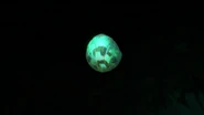 Flimmerflügel-Eier