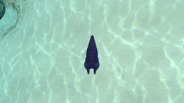 LavaLarva2jpg.jpg (433 КБ) Вид сверху.