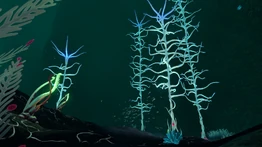 BKZnova2.jpeg (622 КБ) Другой вид на северную Зону кровавых водорослей