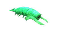 Infected Rockgrub