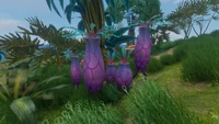 The different sizes and shapes of the Ming Plants