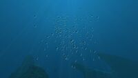 A Shoal of Boomerang swimming through the Crag Field