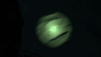 Bioluminescence