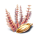 Redwort Seed Icon