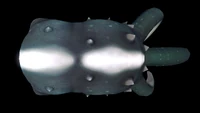 Dorsal view