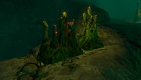 Pyrocoral in the Lost River