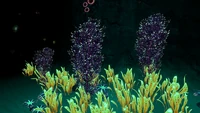 Cave Bushes in the Mountain Range Caves
