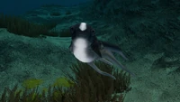 A Cuddlefish swimming around