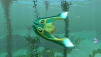 Boomerang Kelp Forest