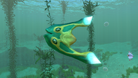 A Boomerang in the Kelp Forest