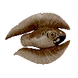 Cooked Feather Fish Icon