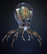Krabbenkalmar Model von Sketchfab