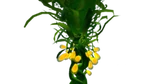 Schlingpflanze