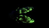 Bioluminescence