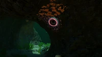 A Tree Leech in the Kelp Forest Caves