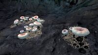 A cluster of Deep Shrooms in the Blood Kelp Trench