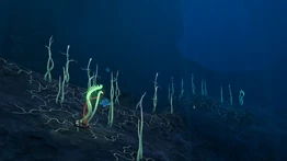 BKZnova1.jpeg (235 КБ) Скопление побегов масляной водоросли