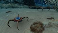 Cave Crawlers in the Dunes