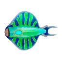Discus Fish Icon