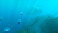 Overview of the underwater area during the day