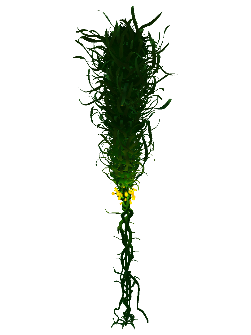 Creepvine Flora