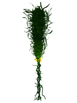Creepvine Flora