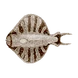 Cooked Discus Fish Icon