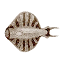 Cooked Discus Fish Icon