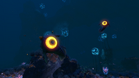 A school of Peepers in the Grand Reef