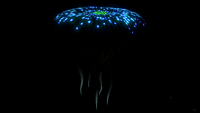 Bioluminescence