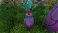 A small Ming Plant