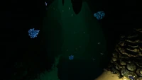 DSR1.jpg (155 KB) Shuttlebugs and other life forms in the Deep Sparse Reef