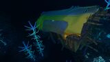 Large Wrecks Blood Kelp Zone 01.jpg