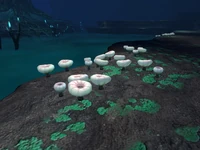 Deep Shroom Subnautica Wiki Fandom deep-shroom-subnautica-wiki-fandom