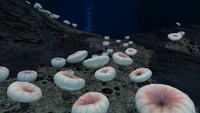 Deep Shroom Subnautica Wiki Fandom deep-shroom-subnautica-wiki-fandom